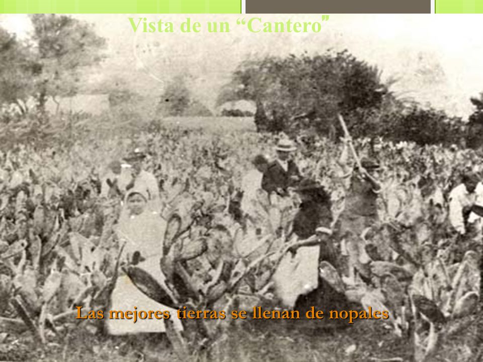 Vista de un Cantero Las mejores tierras se llenan de nopales