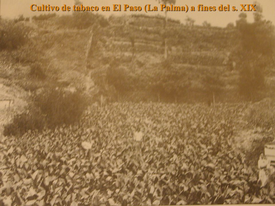 Cultivo de tabaco en El Paso (La Palma) a fines del s. XIX