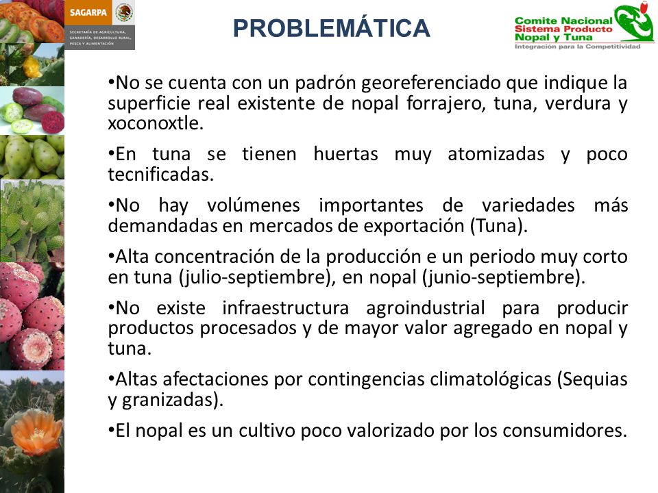 PROBLEMÁTICA No se cuenta con un padrón georeferenciado que indique la superficie real existente de nopal forrajero, tuna, verdura y xoconoxtle.