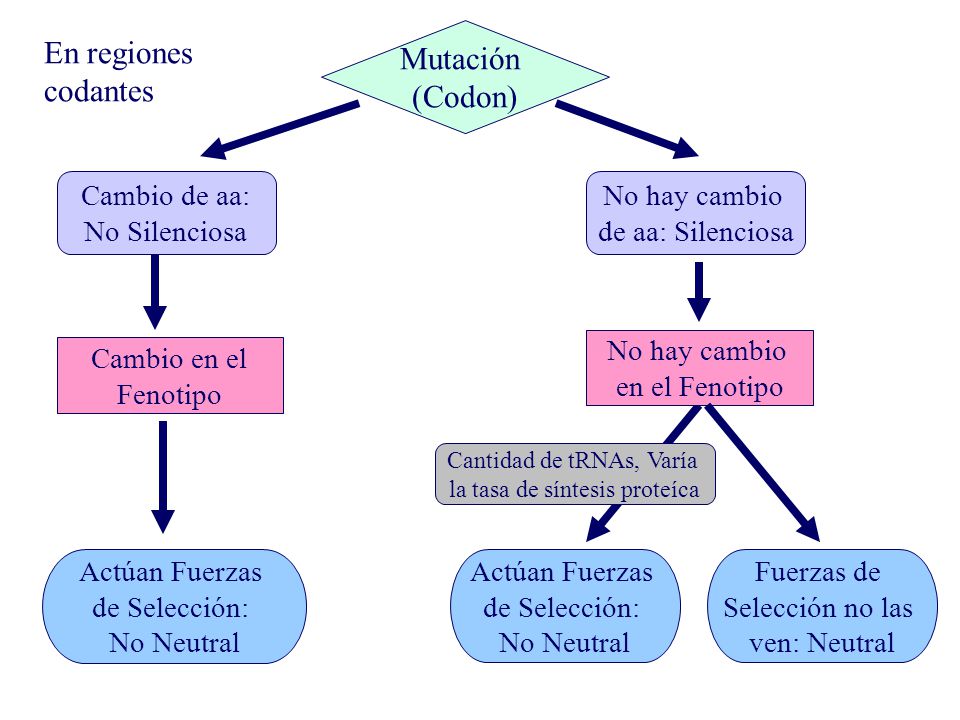 Mutación (Codon) En regiones codantes Cambio de aa: No Silenciosa