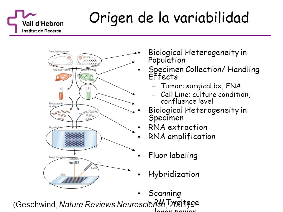 Origen de la variabilidad