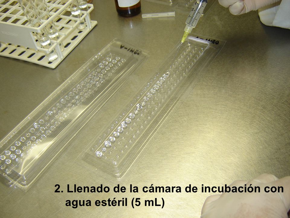2. Llenado de la cámara de incubación con agua estéril (5 mL)
