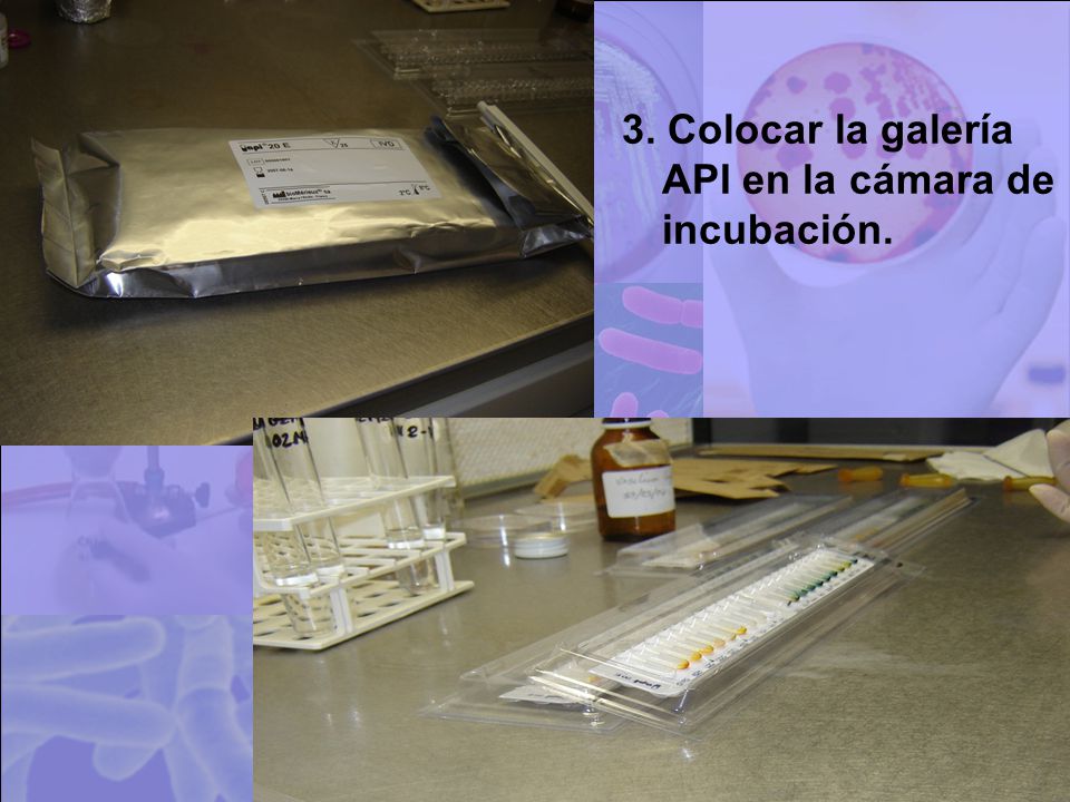 3. Colocar la galería API en la cámara de incubación.