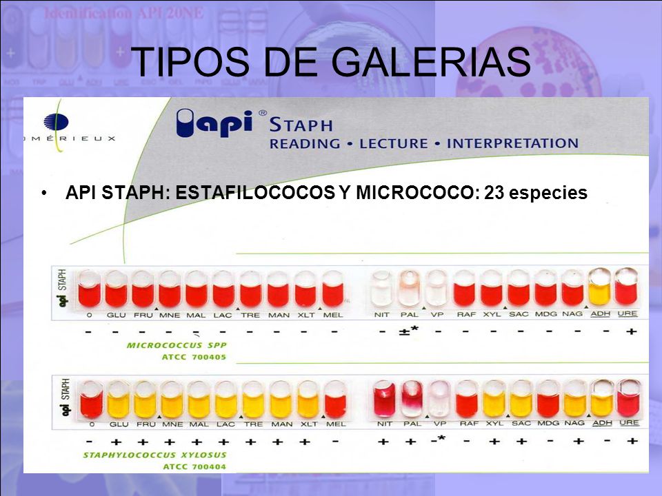 TIPOS DE GALERIAS API STAPH: ESTAFILOCOCOS Y MICROCOCO: 23 especies