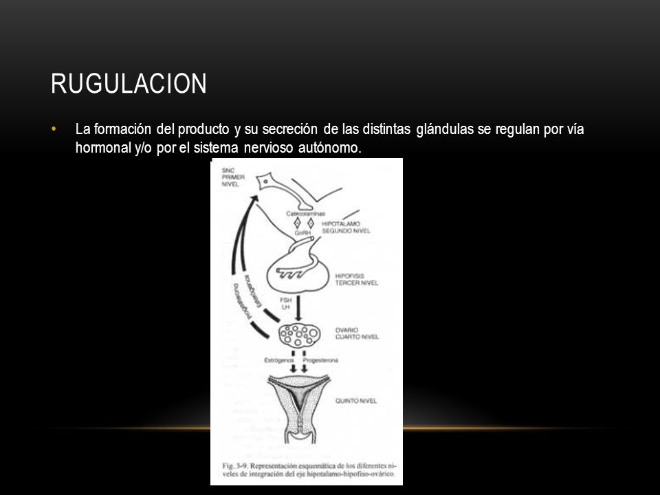rugulacion La formación del producto y su secre­ción de las distintas glándulas se regulan por vía hor­monal y/o por el sistema nervioso autónomo.