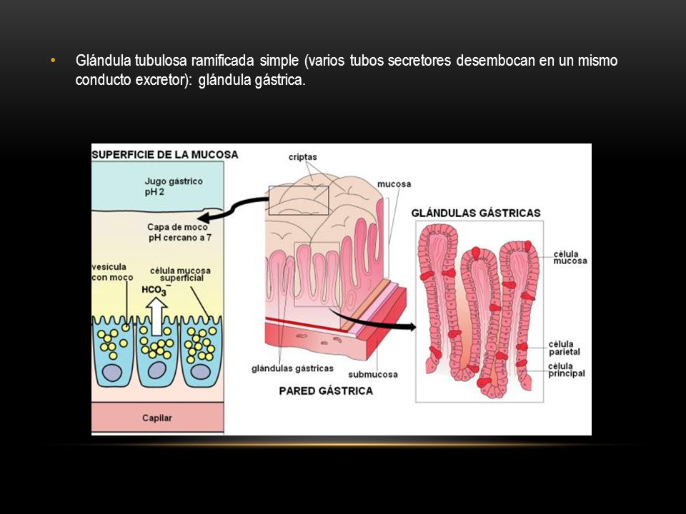 Glándula tubulosa ramificada simple (varios tubos secretores desembocan en un mismo conducto excre­tor): glándula gástrica.