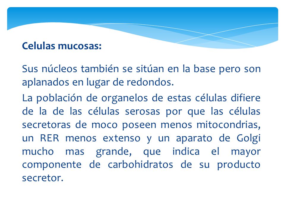 Celulas mucosas: Sus núcleos también se sitúan en la base pero son aplanados en lugar de redondos.