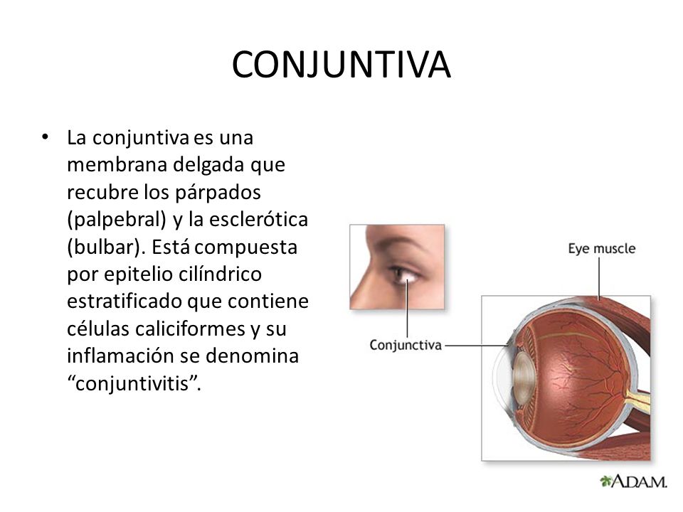 CONJUNTIVA