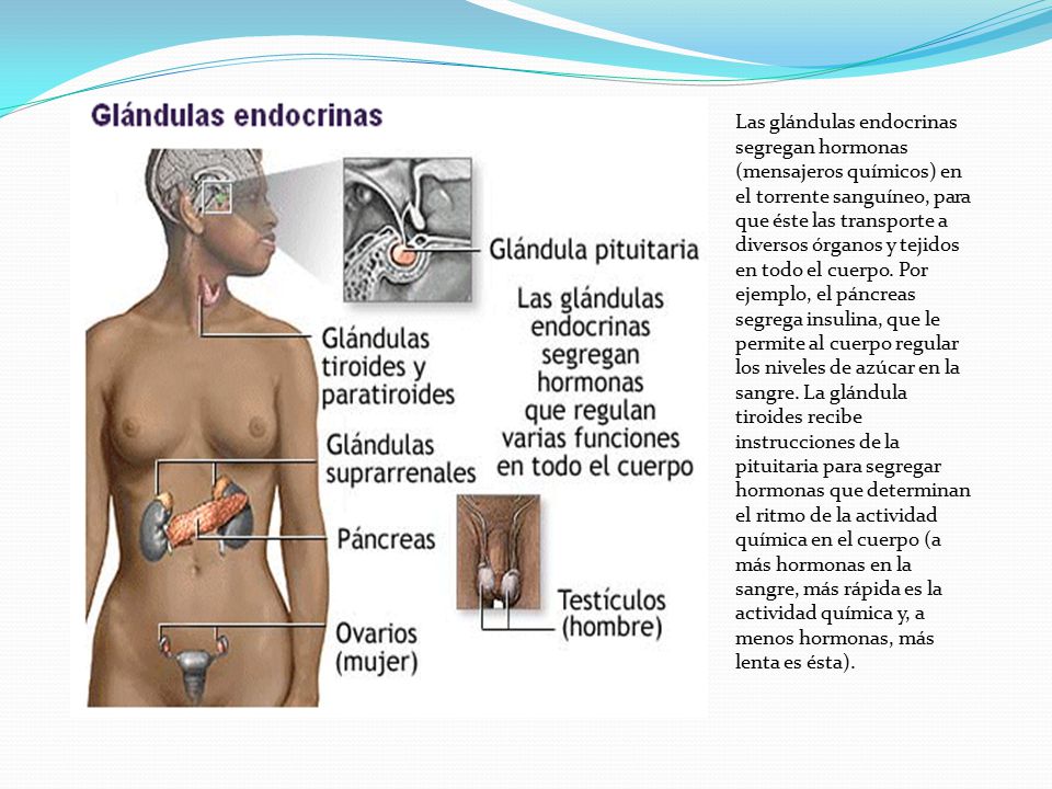 Las glándulas endocrinas segregan hormonas (mensajeros químicos) en el torrente sanguíneo, para que éste las transporte a diversos órganos y tejidos en todo el cuerpo.