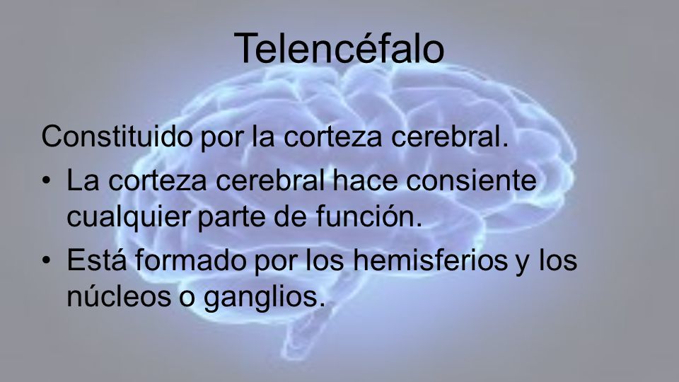 Telencéfalo Constituido por la corteza cerebral.