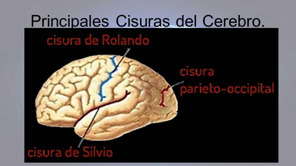 Estructuras Cerebrales Macroanatómicas. - ppt video online descargar