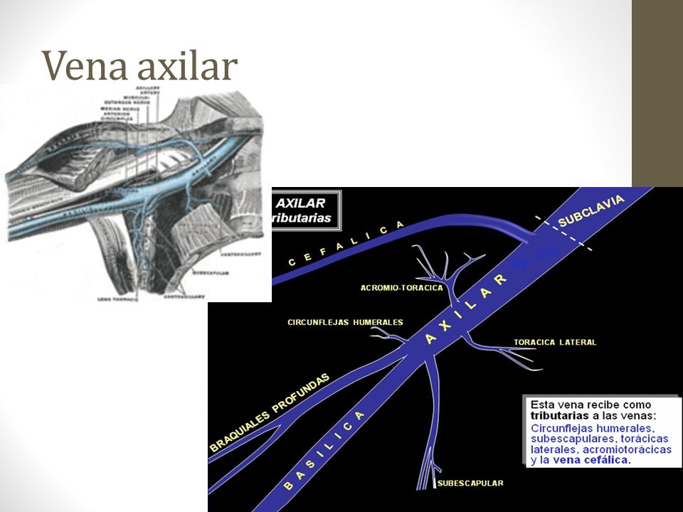 Vena axilar