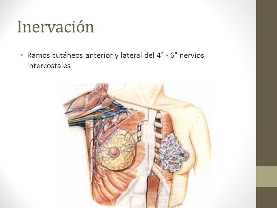 Inervación Ramos cutáneos anterior y lateral del 4° - 6° nervios intercostales