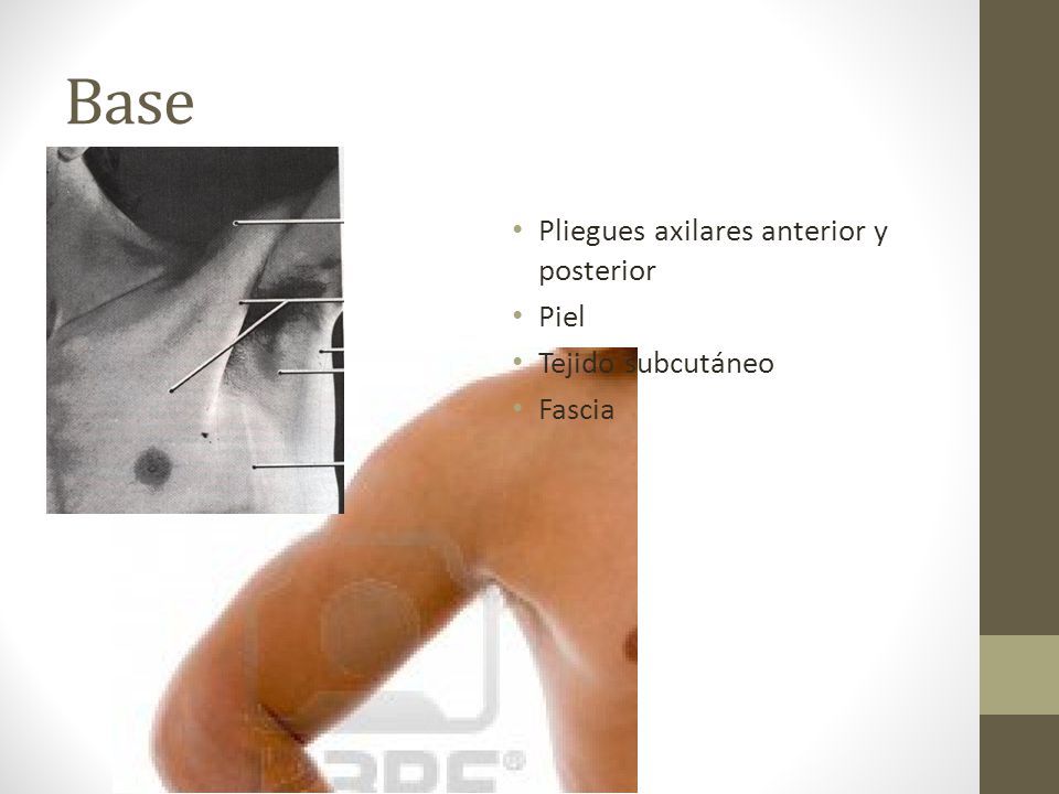 Base Pliegues axilares anterior y posterior Piel Tejido subcutáneo