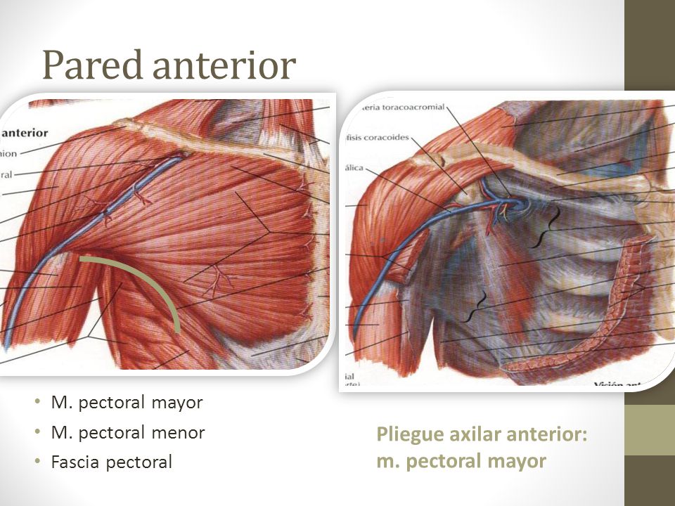 Pared anterior Pliegue axilar anterior: m. pectoral mayor