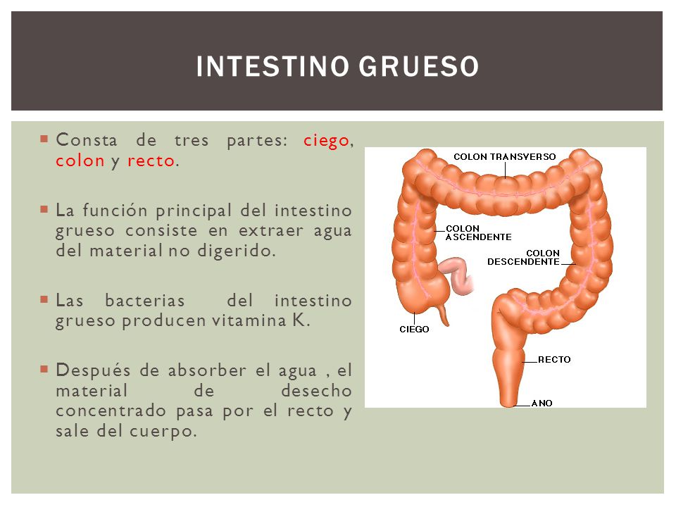Intestino grueso Consta de tres partes: ciego, colon y recto.