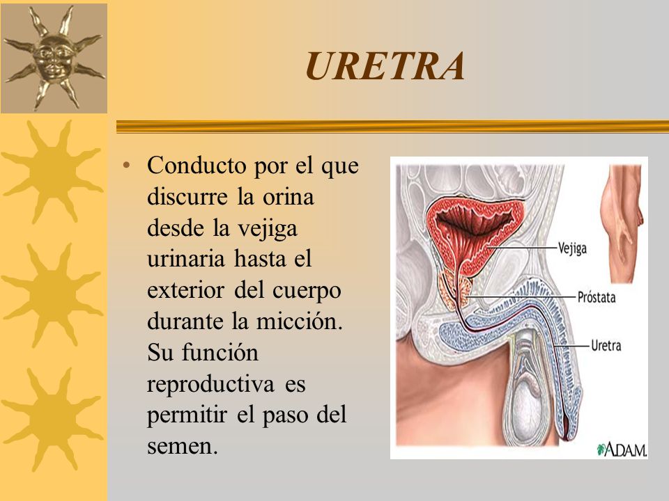 URETRA