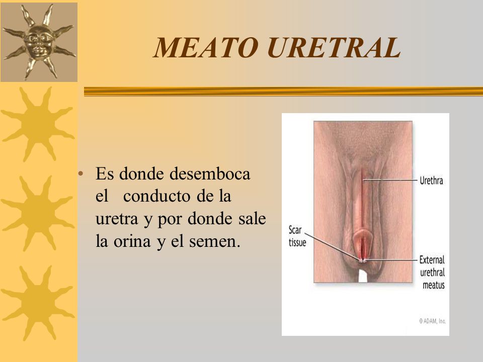 MEATO URETRAL Es donde desemboca el conducto de la uretra y por donde sale la orina y el semen.