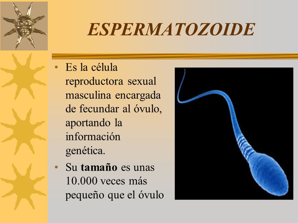 ESPERMATOZOIDE Es la célula reproductora sexual masculina encargada de fecundar al óvulo, aportando la información genética.