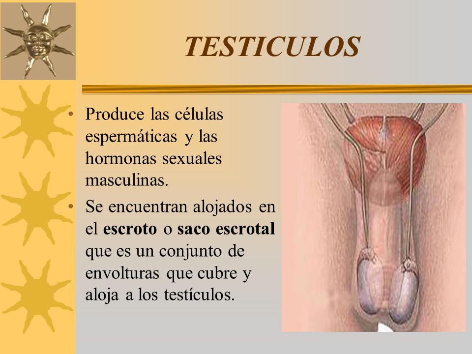 TESTICULOS Produce las células espermáticas y las hormonas sexuales masculinas.