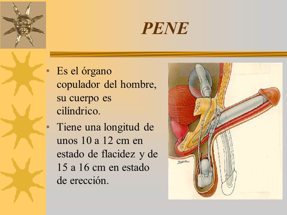 PENE Es el órgano copulador del hombre, su cuerpo es cilíndrico.