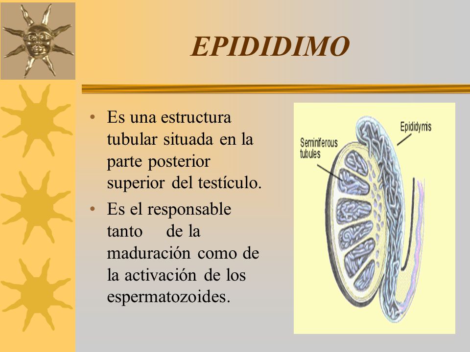 EPIDIDIMO Es una estructura tubular situada en la parte posterior superior del testículo.