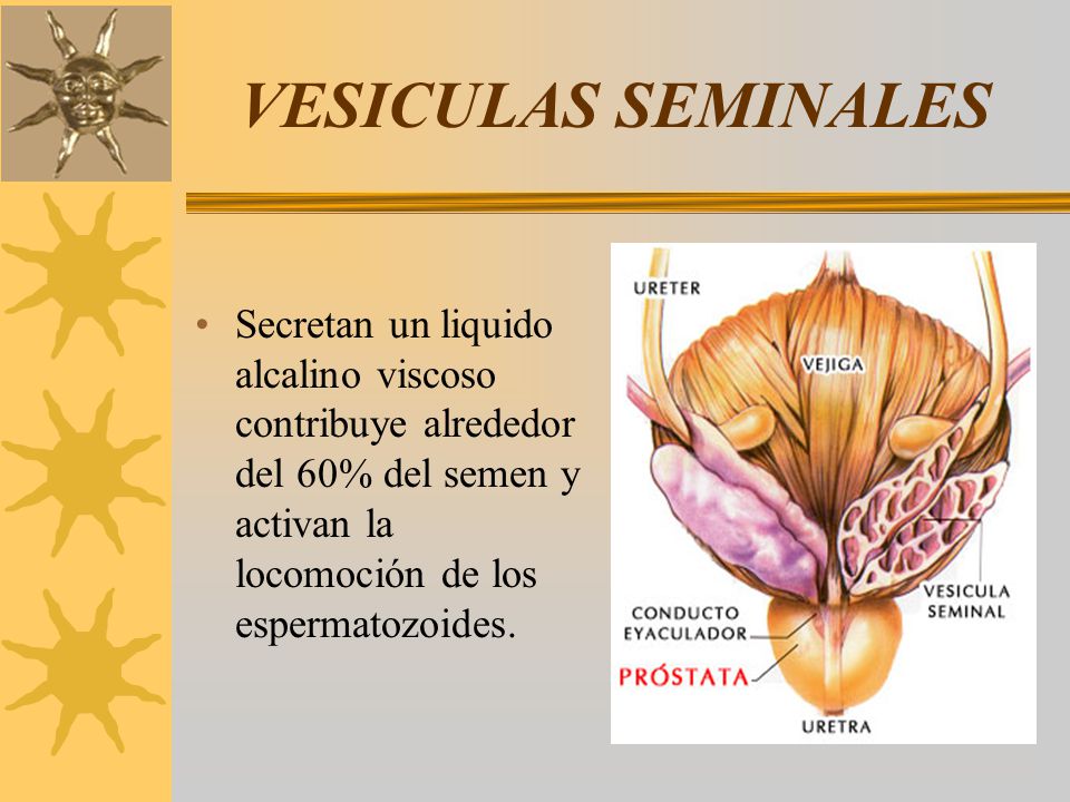 VESICULAS SEMINALES Secretan un liquido alcalino viscoso contribuye alrededor del 60% del semen y activan la locomoción de los espermatozoides.