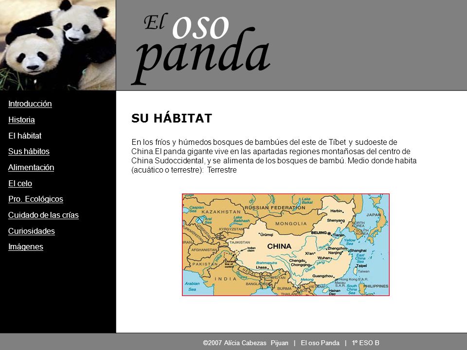 ©2007 Alícia Cabezas Pijuan | El oso Panda | 1º ESO B
