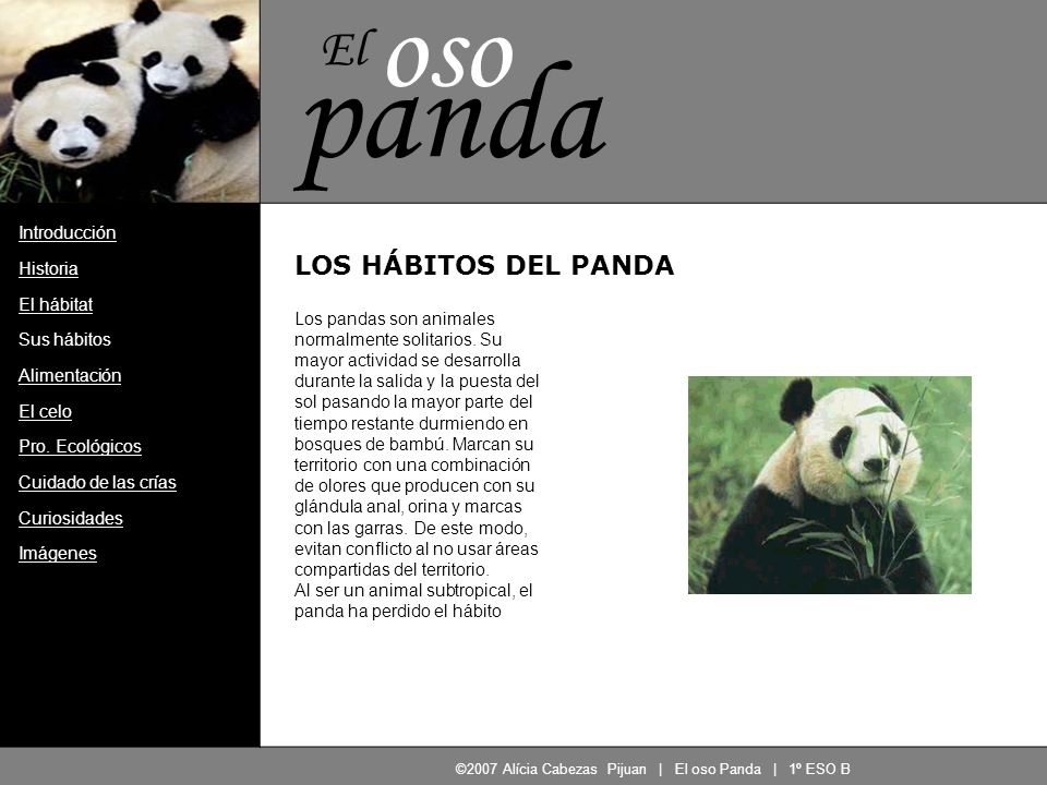 ©2007 Alícia Cabezas Pijuan | El oso Panda | 1º ESO B