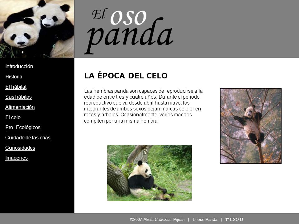 ©2007 Alícia Cabezas Pijuan | El oso Panda | 1º ESO B