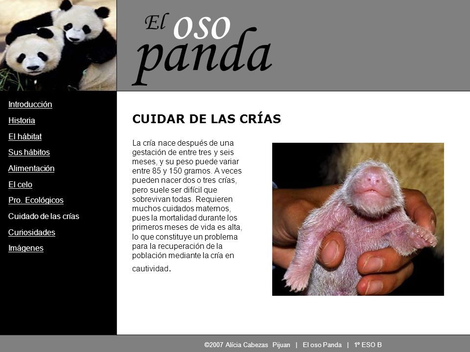 ©2007 Alícia Cabezas Pijuan | El oso Panda | 1º ESO B
