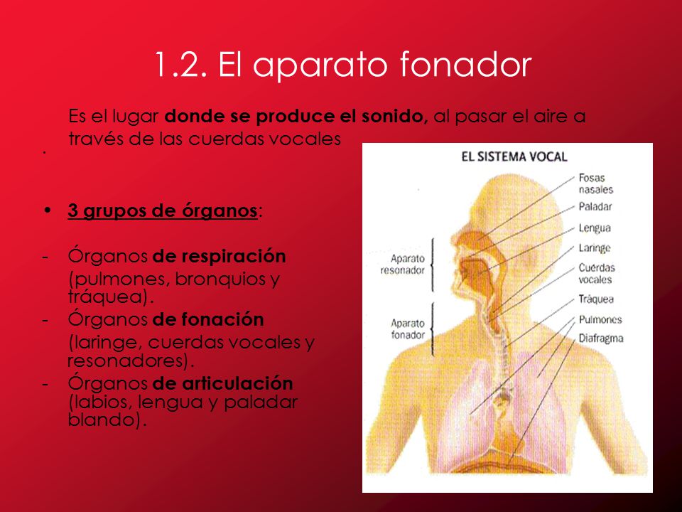 1.2. El aparato fonador Es el lugar donde se produce el sonido, al pasar el aire a. través de las cuerdas vocales.