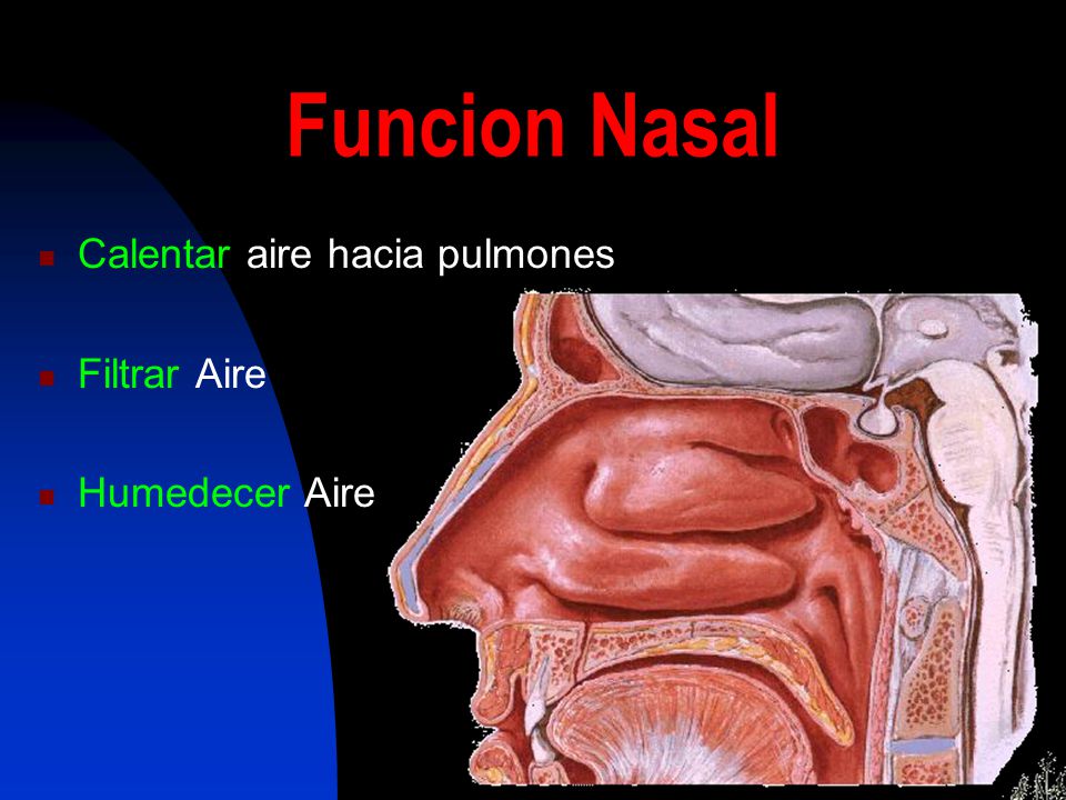 Funcion Nasal Calentar aire hacia pulmones Filtrar Aire Humedecer Aire