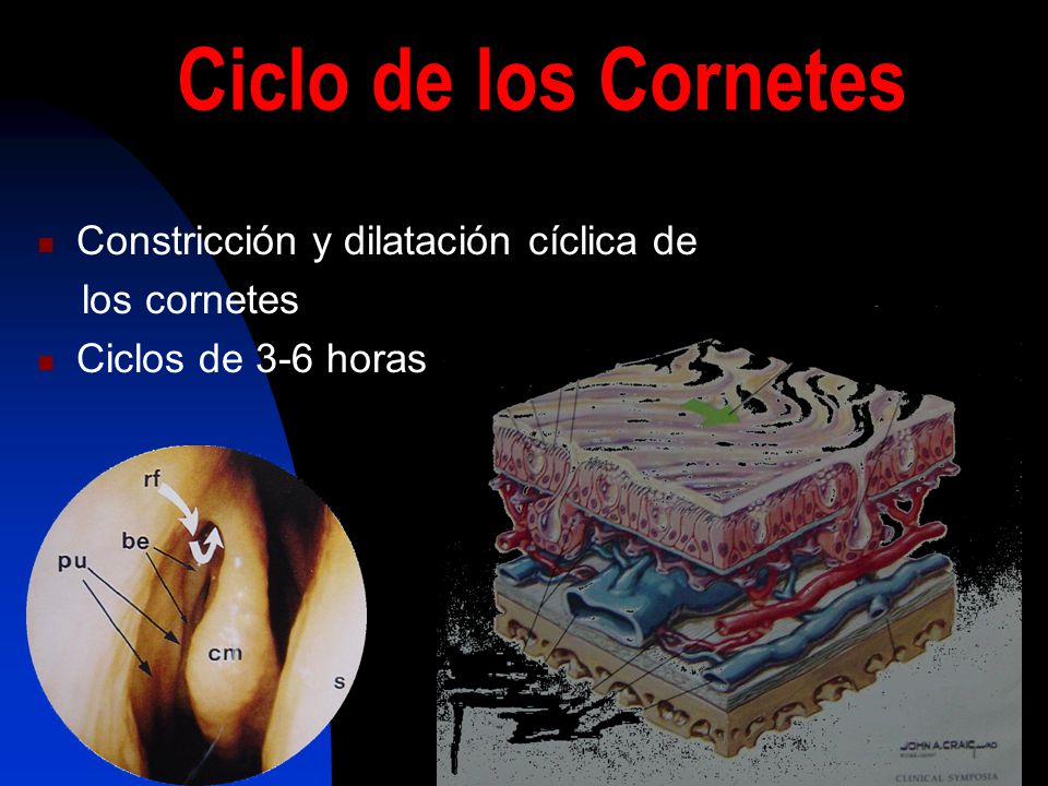 Ciclo de los Cornetes Constricción y dilatación cíclica de