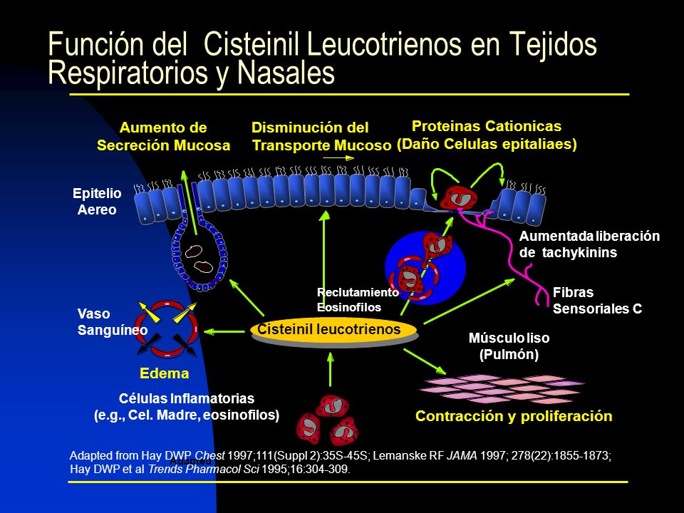 Función del Cisteinil Leucotrienos en Tejidos Respiratorios y Nasales