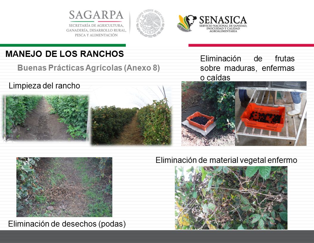 MANEJO DE LOS RANCHOS Eliminación de frutas sobre maduras, enfermas o caídas. Buenas Prácticas Agrícolas (Anexo 8)