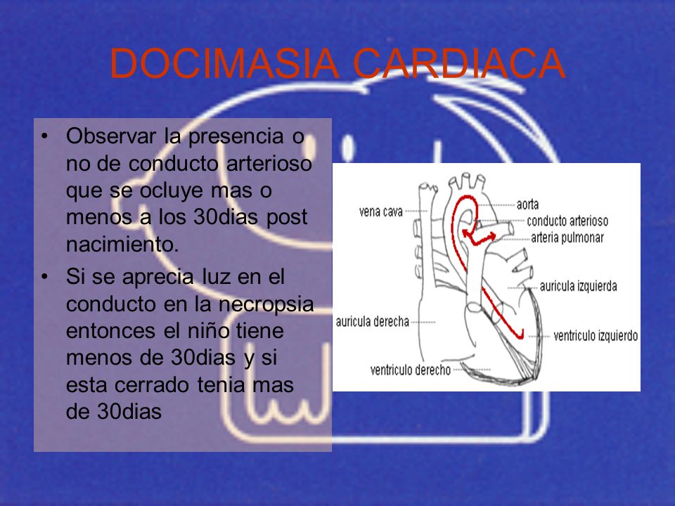 DOCIMASIA CARDIACA Observar la presencia o no de conducto arterioso que se ocluye mas o menos a los 30dias post nacimiento.