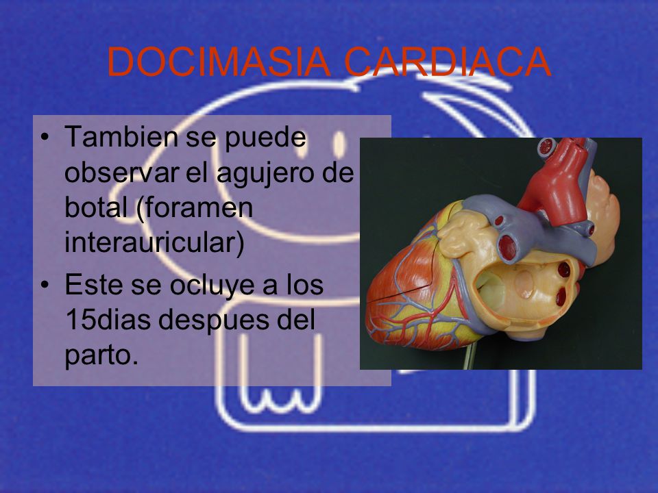 DOCIMASIA CARDIACA Tambien se puede observar el agujero de botal (foramen interauricular) Este se ocluye a los 15dias despues del parto.