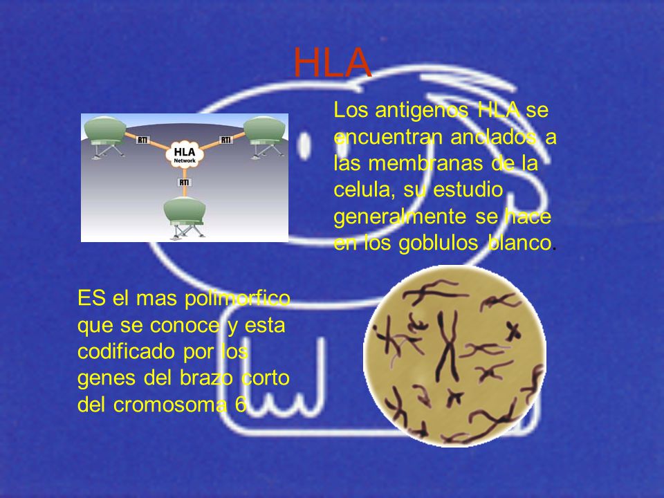 HLA Los antigenos HLA se encuentran anclados a las membranas de la celula, su estudio generalmente se hace en los goblulos blanco.
