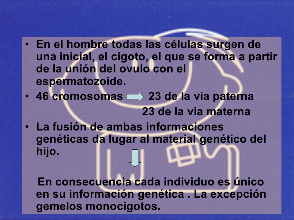 En el hombre todas las células surgen de una inicial, el cigoto, el que se forma a partir de la unión del ovulo con el espermatozoide.
