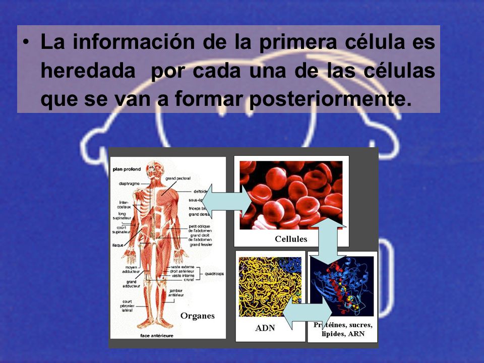 La información de la primera célula es heredada por cada una de las células que se van a formar posteriormente.