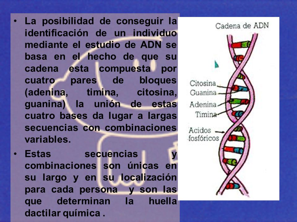 La posibilidad de conseguir la identificación de un individuo mediante el estudio de ADN se basa en el hecho de que su cadena esta compuesta por cuatro pares de bloques (adenina, timina, citosina, guanina) la unión de estas cuatro bases da lugar a largas secuencias con combinaciones variables.