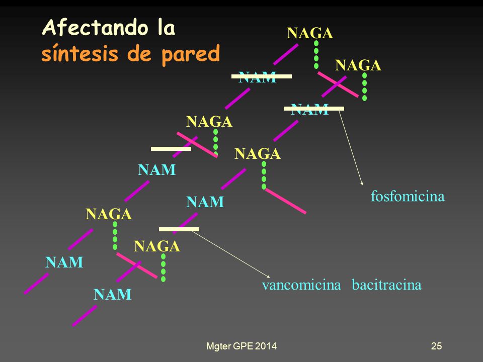 Afectando la síntesis de pared NAGA NAGA NAM NAM NAGA NAGA NAM