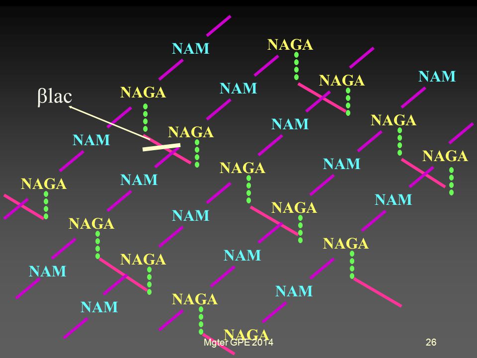 βlac NAGA NAM NAGA NAGA NAM NAGA NAM NAM NAGA NAM NAGA NAM NAGA NAM