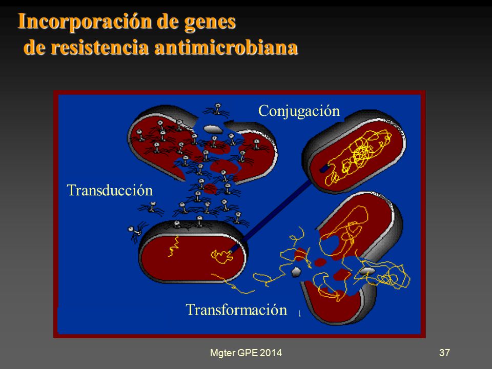 Incorporación de genes de resistencia antimicrobiana