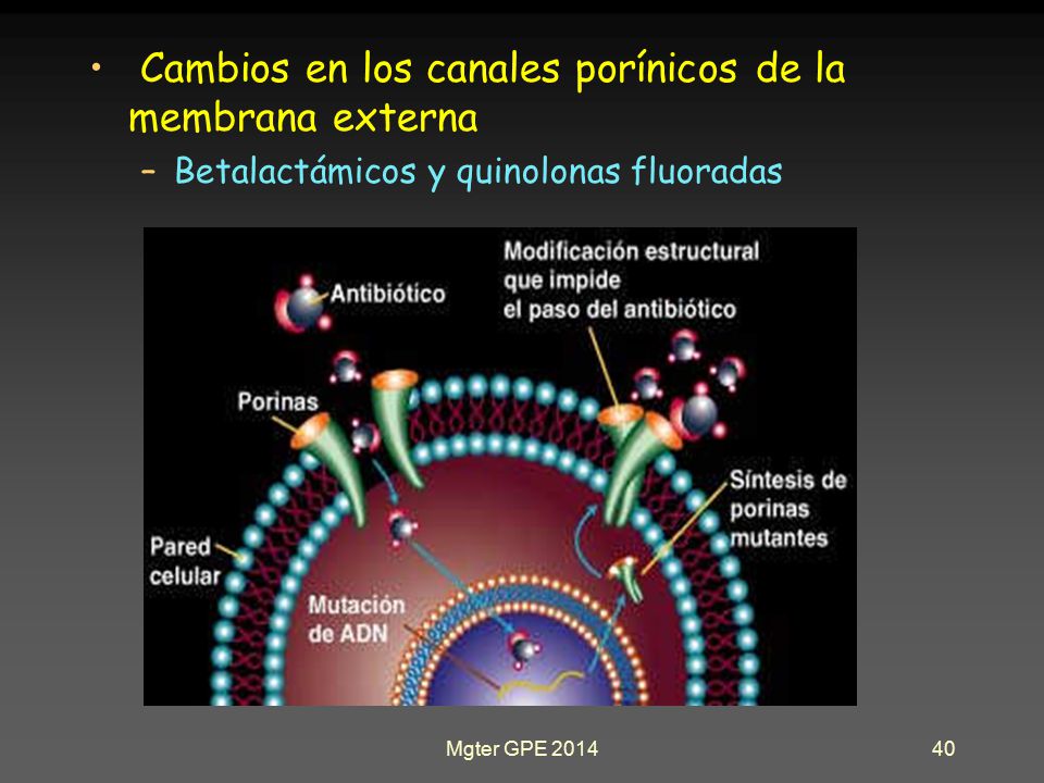 Cambios en los canales porínicos de la membrana externa