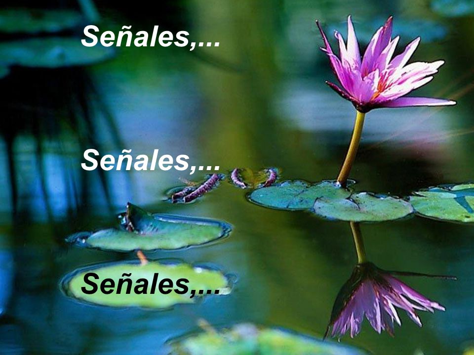 Señales,...