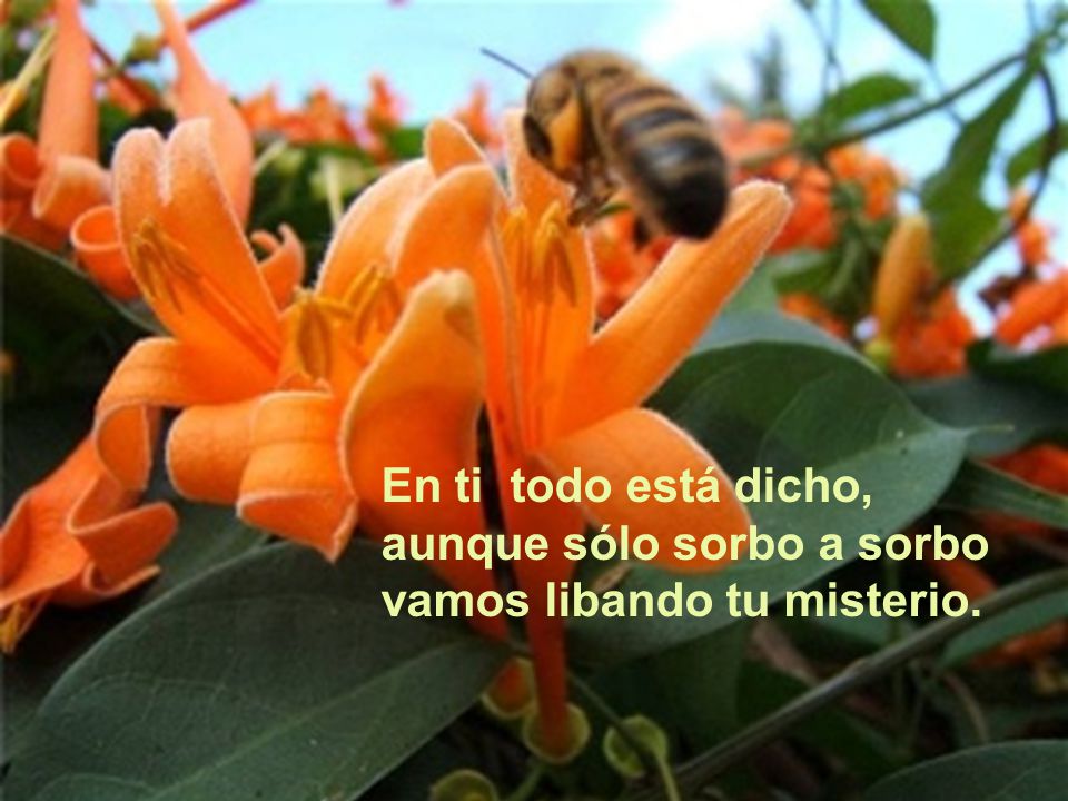 En ti todo está dicho, aunque sólo sorbo a sorbo vamos libando tu misterio.