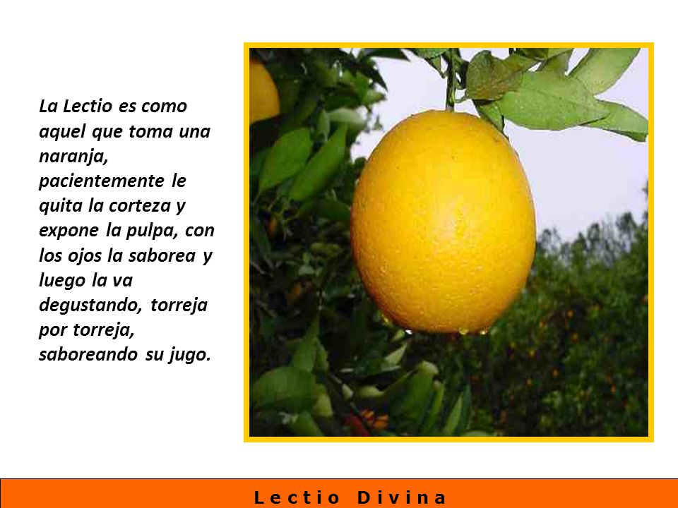 La Lectio es como aquel que toma una naranja, pacientemente le quita la corteza y expone la pulpa, con los ojos la saborea y luego la va degustando, torreja por torreja, saboreando su jugo.