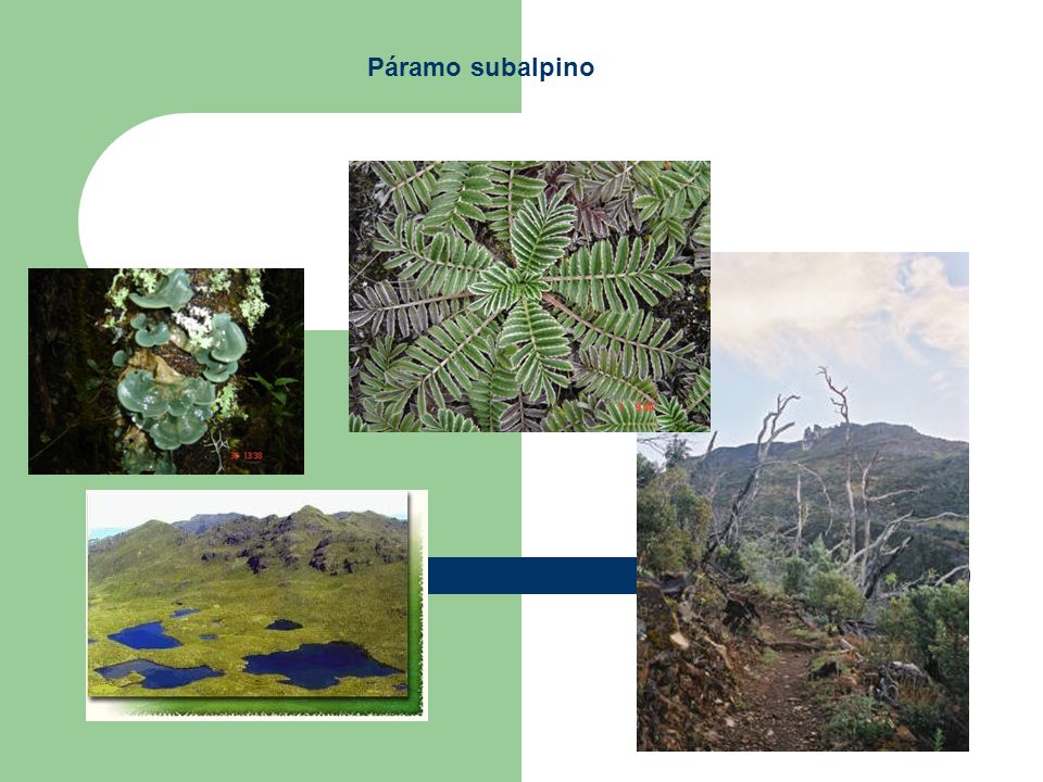 Páramo subalpino